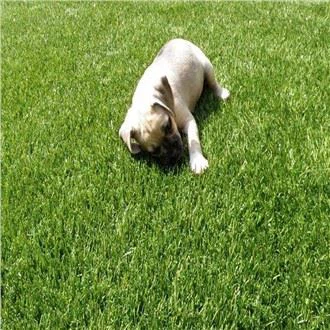 Pet FriendlyArtificial Grass Turf