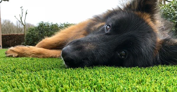Best Artificial Grass For Landscaping